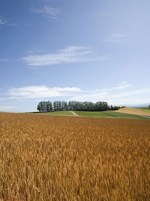 Agriculture, Field, Plain, Natural landscape, Summer, Farm, Grass family, Crop, Rural area, Grassland, 