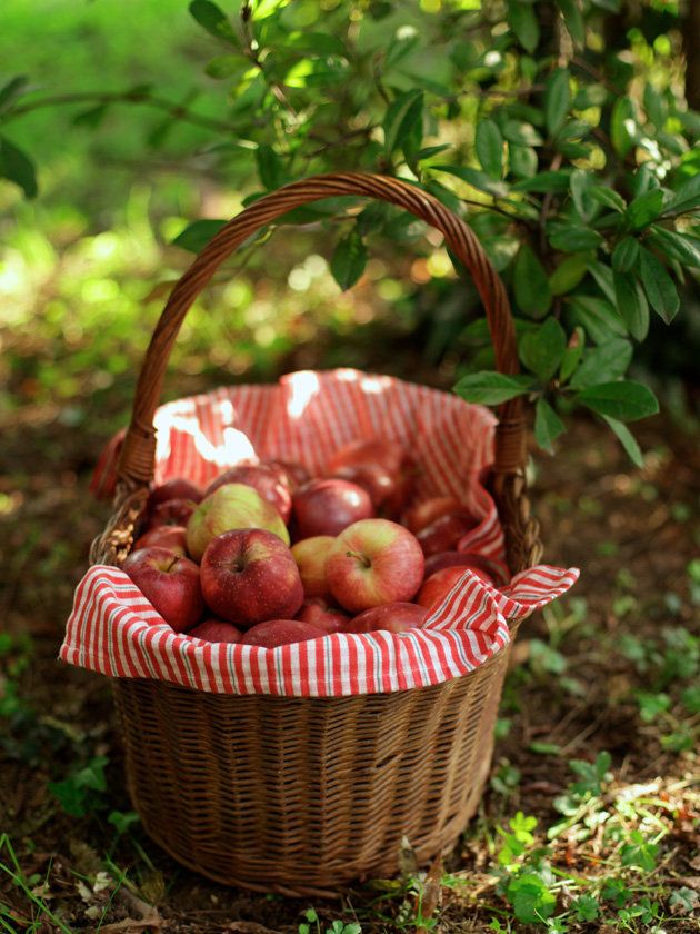 Apple, Fruit, Basket, Plant, Food, Grass, Natural foods, Produce, Storage basket, Local food, 