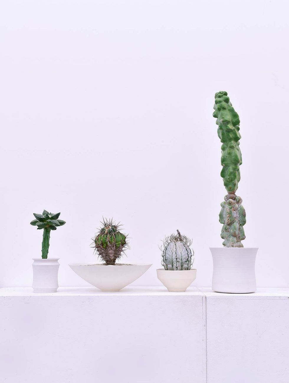 Flowerpot, Botany, Terrestrial plant, Grey, Interior design, Vase, Houseplant, Cactus, Pottery, Plant stem, 