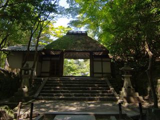 Stairs, Tree, Botany, Shade, Temple, Outdoor structure, Jungle, Gazebo, 