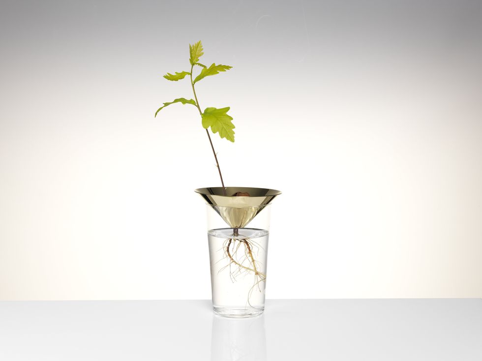 Glass, Leaf, Transparent material, Still life photography, Artifact, Vase, Plant stem, Annual plant, Houseplant, Herb, 