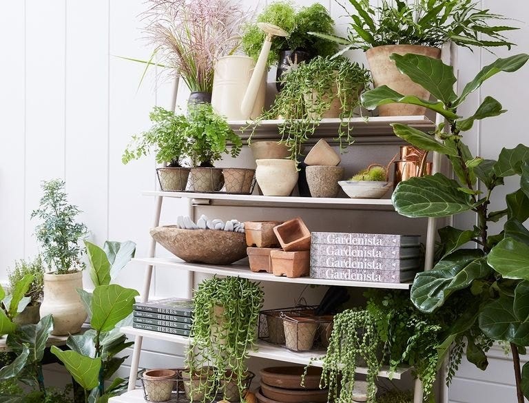 Flowerpot, Houseplant, Shelf, Plant, Herb, Room, Botany, Interior design, Flower, Fines herbes, 