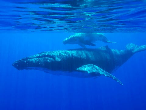夢が叶った クジラと一緒に泳ぎたい In 奄美大島