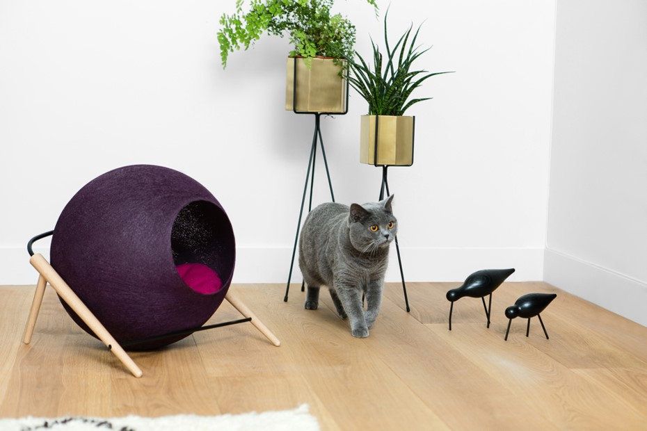 Flowerpot, Felidae, Carnivore, Floor, Cat, Small to medium-sized cats, Purple, Interior design, Houseplant, Vase, 
