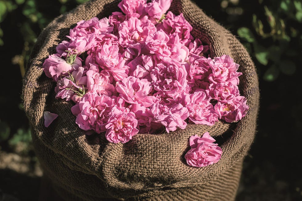 Petal, Flower, Pink, Purple, Violet, Flowering plant, Natural material, Floral design, Hydrangea, Rose family, 