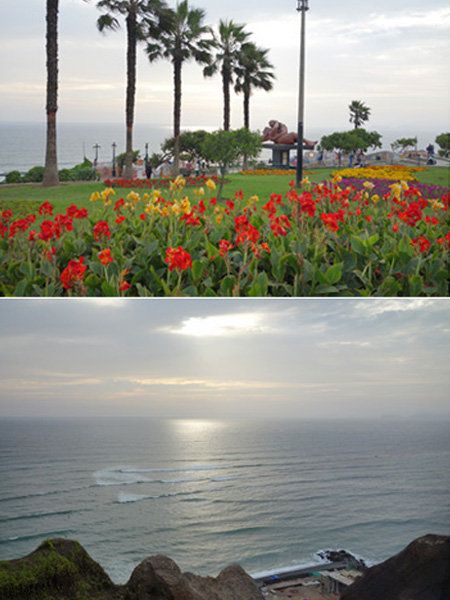 Petal, Flower, Coastal and oceanic landforms, Landscape, Woody plant, Ocean, Flowering plant, Arecales, Plantation, Coast, 