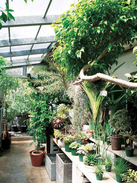 Flowerpot, Plant, Botany, Garden, Greenhouse, Interior design, Houseplant, Shrub, Annual plant, Botanical garden, 