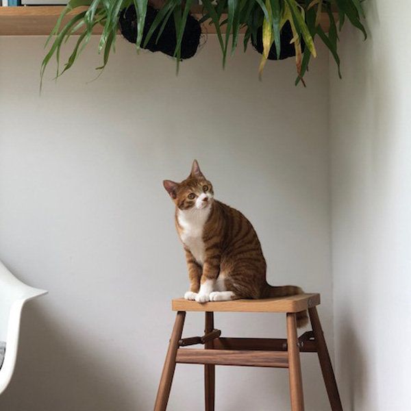 Small to medium-sized cats, Vertebrate, Felidae, Cat, Carnivore, Whiskers, Tail, Plywood, Stool, Houseplant, 