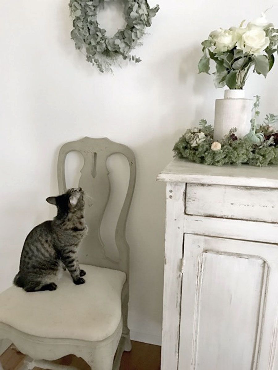White, Cat, Room, Table, Furniture, Black-and-white, Felidae, Interior design, Plant, Small to medium-sized cats, 
