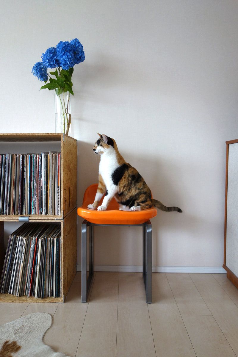 Cat, Carnivore, Felidae, Floor, Room, Small to medium-sized cats, Flooring, Shelf, Shelving, Bookcase, 