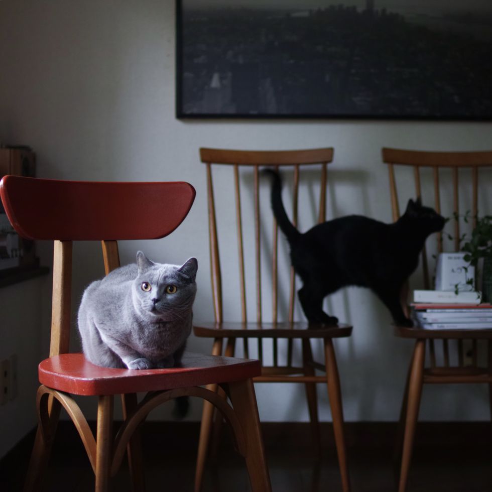 Cat, Furniture, Table, Room, Chair, Felidae, Black cat, Small to medium-sized cats, Russian blue, Carnivore, 