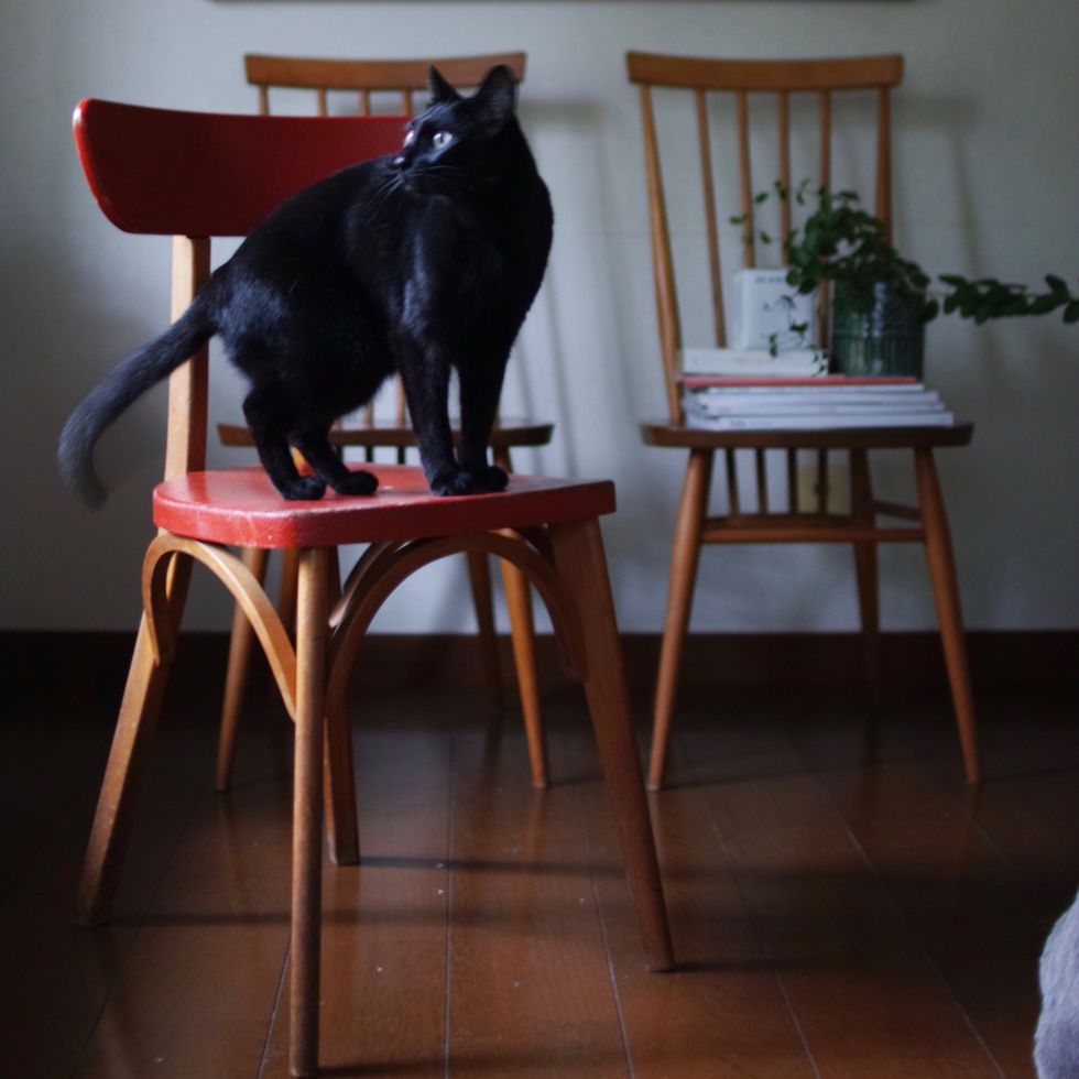 Black cat, Cat, Table, Furniture, Chair, Small to medium-sized cats, Felidae, Room, Tail, Floor, 