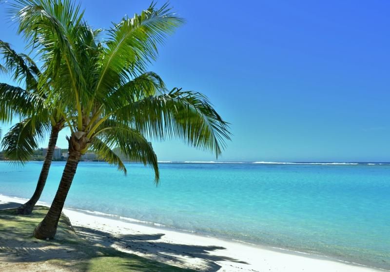 Tree, Body of water, Tropics, Nature, Palm tree, Beach, Sea, Caribbean, Arecales, Sky, 