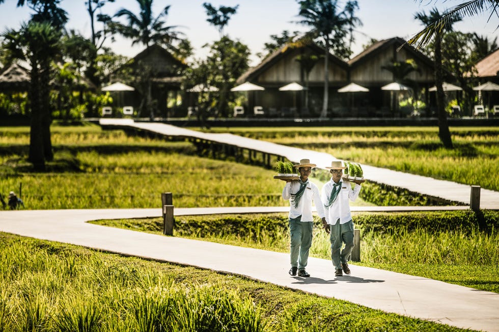 Plant, People in nature, Shade, Arecales, Garden, Roof, Lawn, Park, Palm tree, Walkway, 