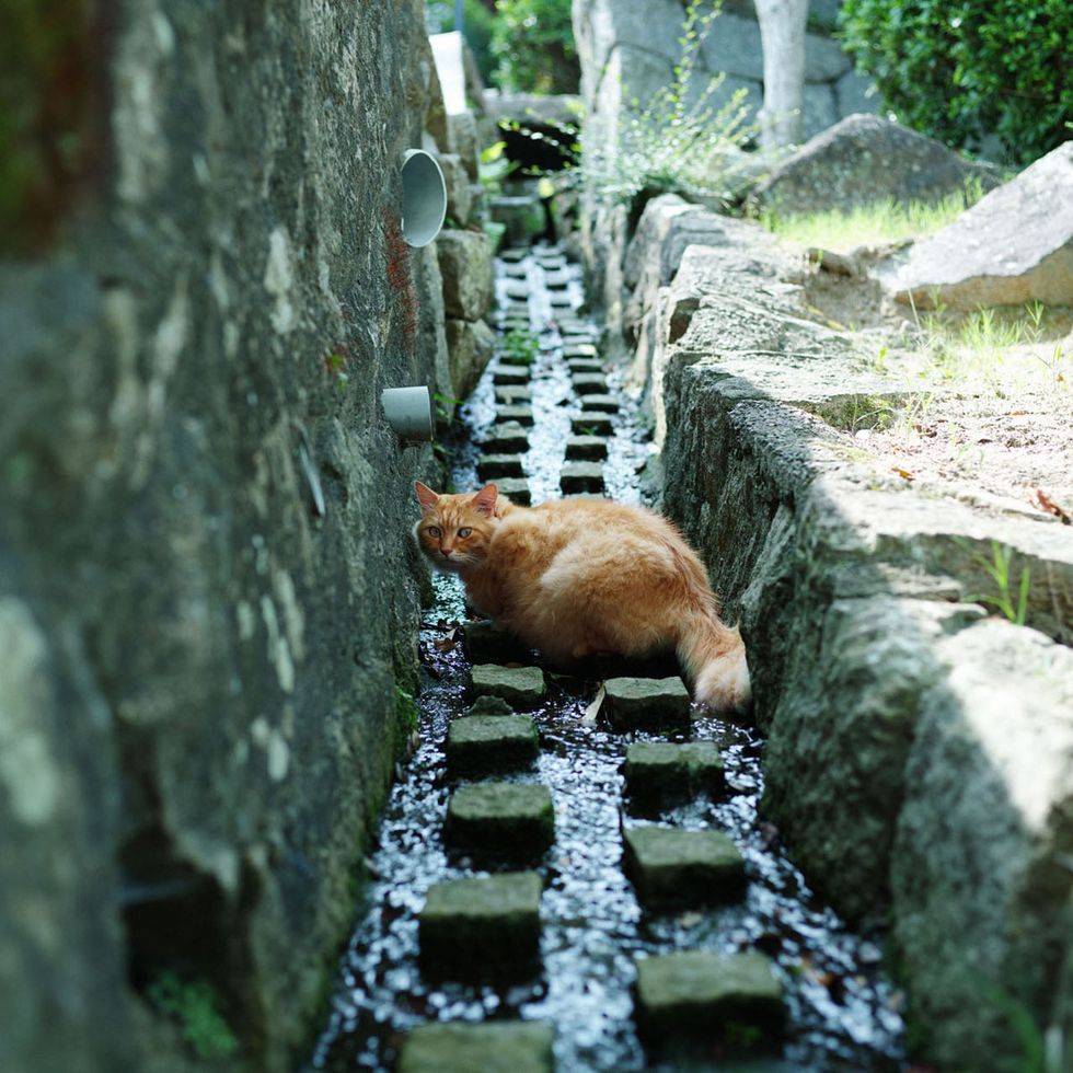 Snout, Fawn, Stone wall, Cobblestone, Cat, Tail, Small to medium-sized cats, Drainage, Zoo, Alley, 