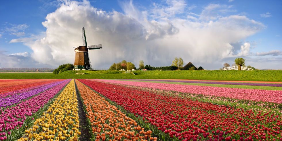 Sky, Windmill, Field, Flower, Tulip, Plant, Spring, Cloud, Farm, Rural area, 
