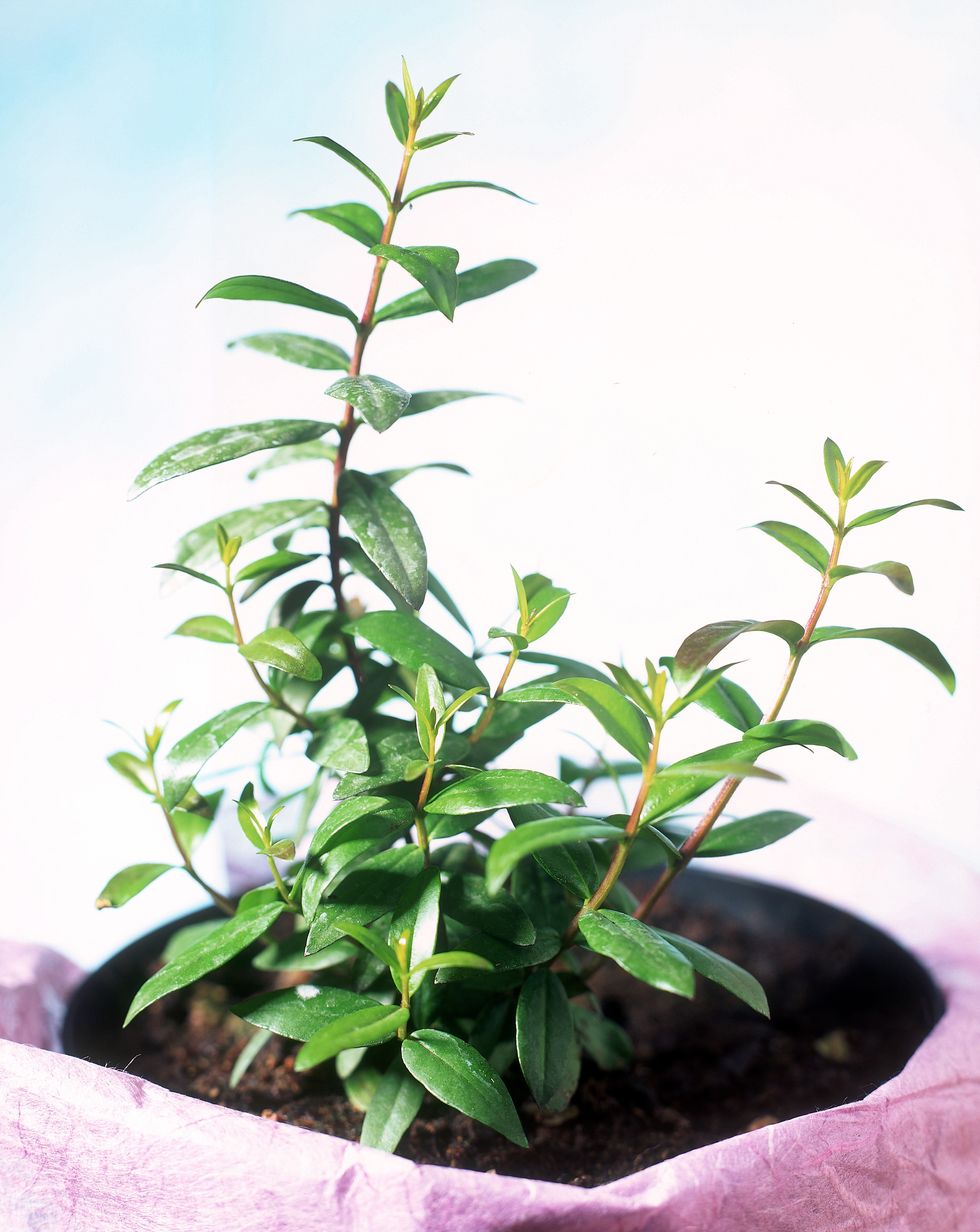Flower, Plant, Houseplant, Flowering plant, Leaf, Tree, Flowerpot, Herb, Plant stem, Shrub, 