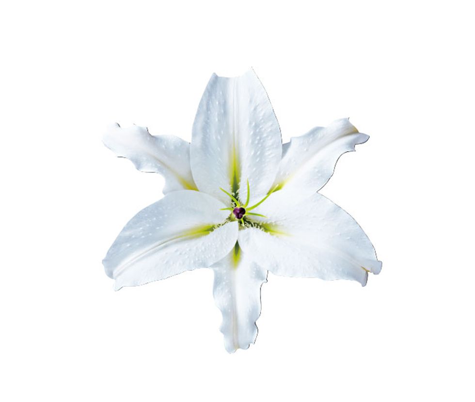 Petal, Flower, White, Flowering plant, Botany, Art, Lily, Wildflower, Paint, Herbaceous plant, 