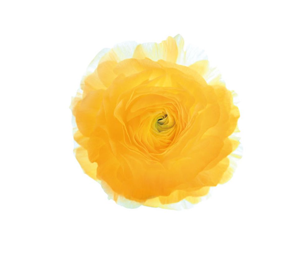 Yellow, Orange, Flower, Rose, Petal, Plant, Cut flowers, Rose family, persian buttercup, Garden roses, 