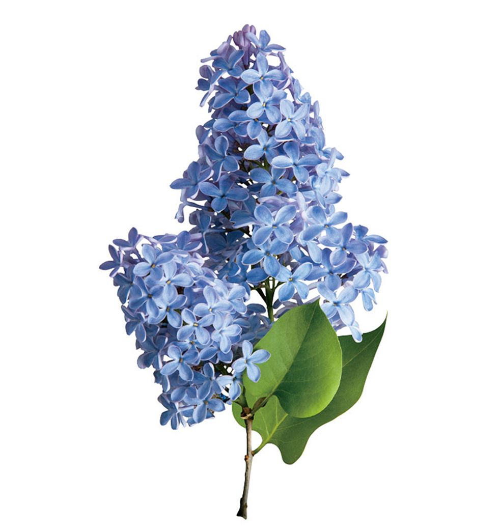 Flower, Flowering plant, Plant, Blue, lilac, Lilac, Hydrangea, Cut flowers, Hydrangeaceae, Delphinium, 