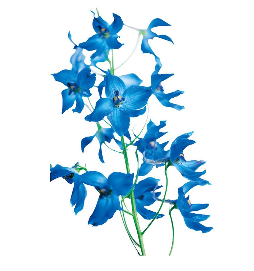 Blue, Flower, Petal, Electric blue, Flowering plant, Art, Botany, Azure, Majorelle blue, Cobalt blue, 