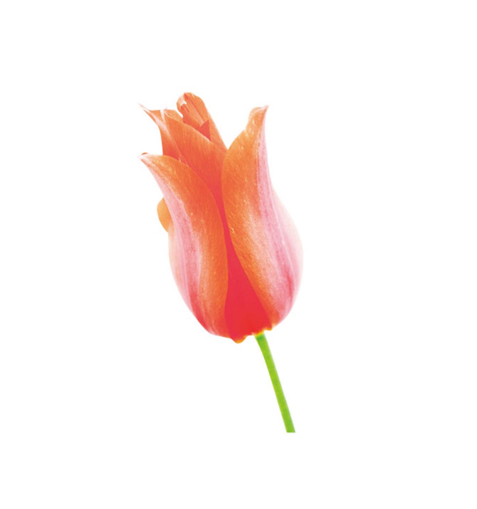 Tulip, Flower, Orange, Pink, Plant, Petal, Botany, Pedicel, Flowering plant, Lily family, 