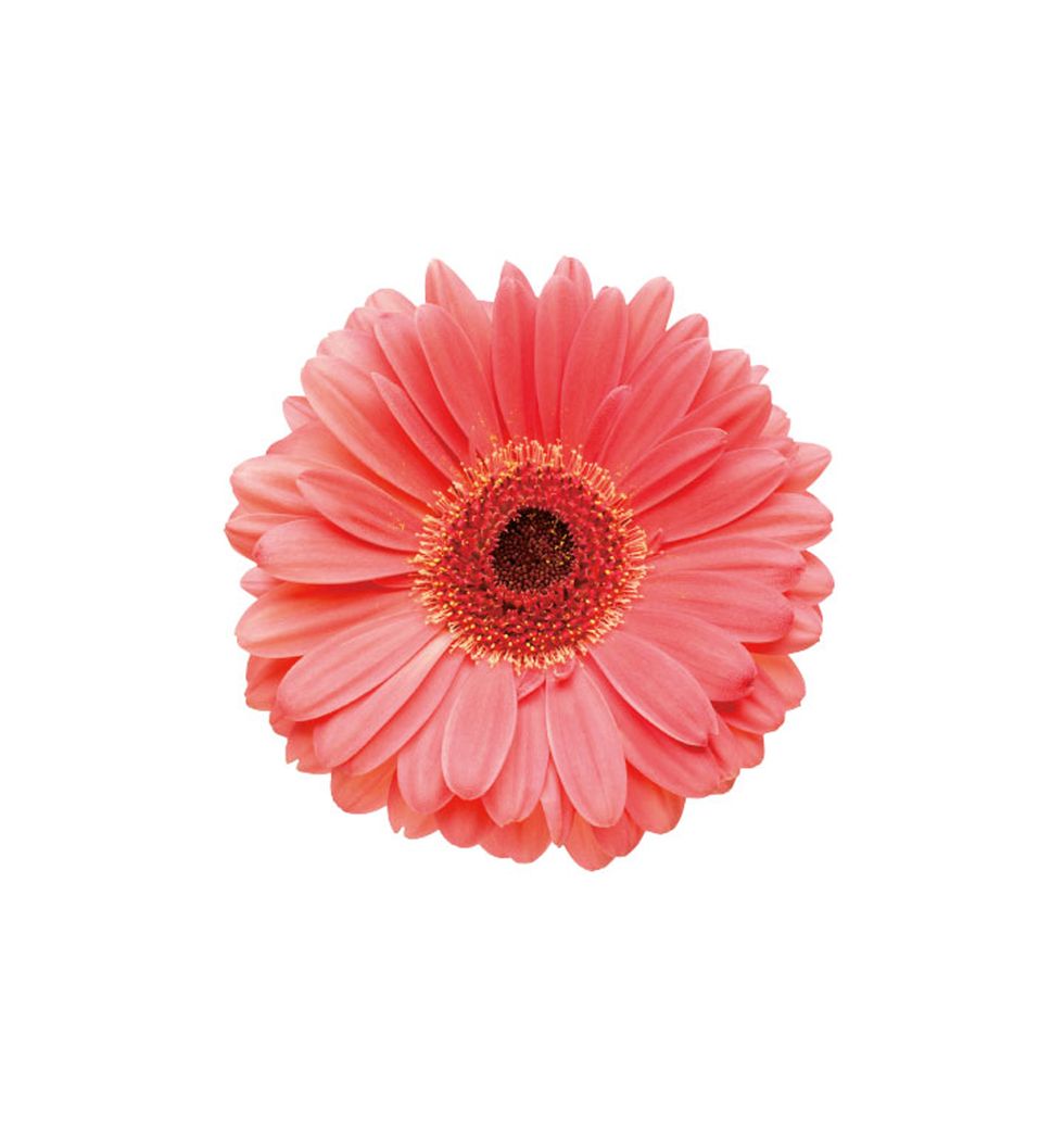 barberton daisy, Gerbera, Flower, Petal, Pink, Plant, Orange, Flowering plant, Cut flowers, Artificial flower, 