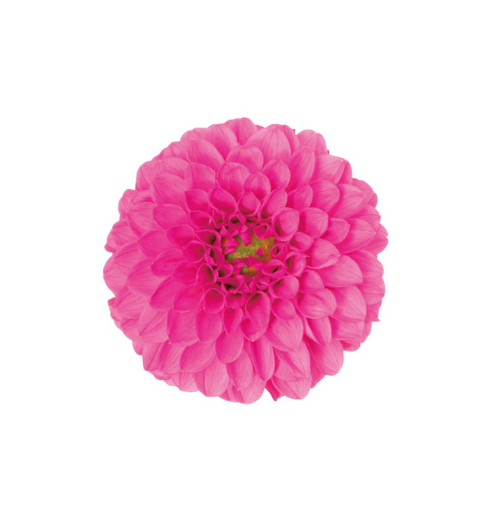Pink, Flower, Petal, Zinnia, Plant, Chrysanths, Dahlia, Flowering plant, Magenta, Artificial flower, 
