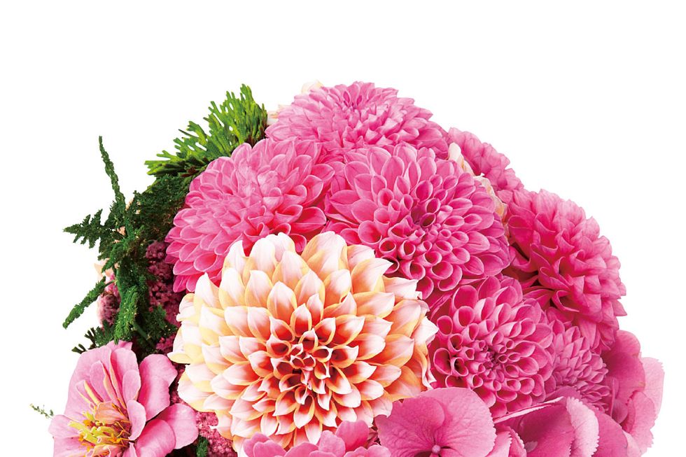 Flower, Flowering plant, Cut flowers, Bouquet, Plant, Pink, Petal, Chrysanths, Floral design, Gerbera, 