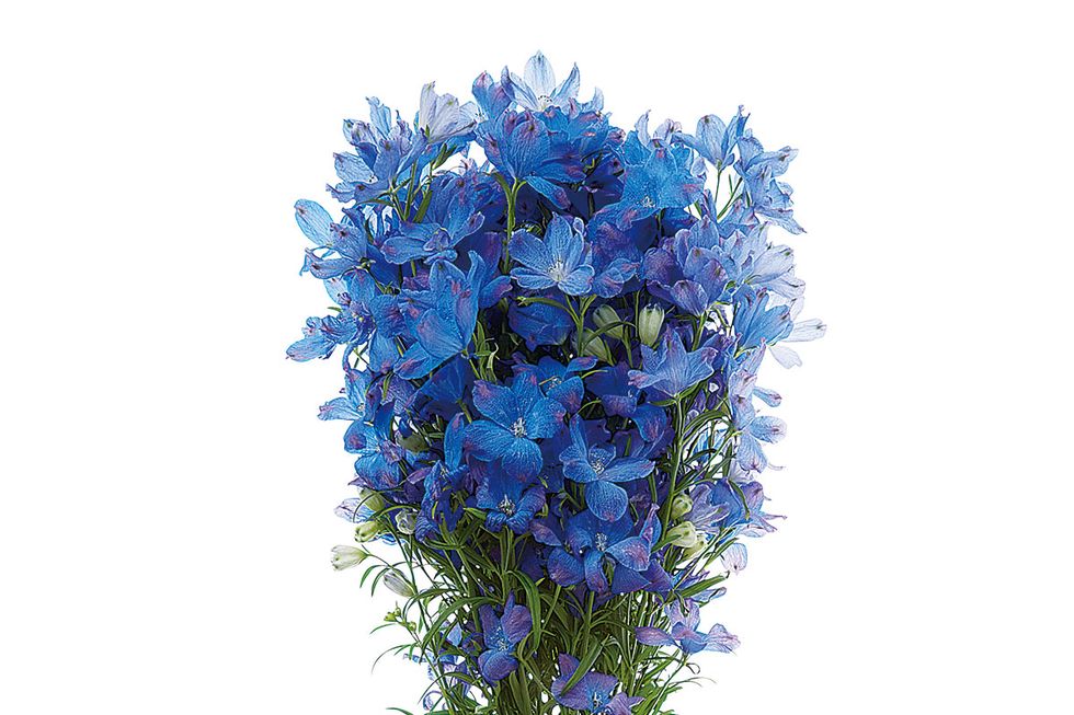 Flower, Flowering plant, Plant, Cut flowers, Blue, Bouquet, Delphinium, Agapanthus, Artificial flower, Hydrangea, 