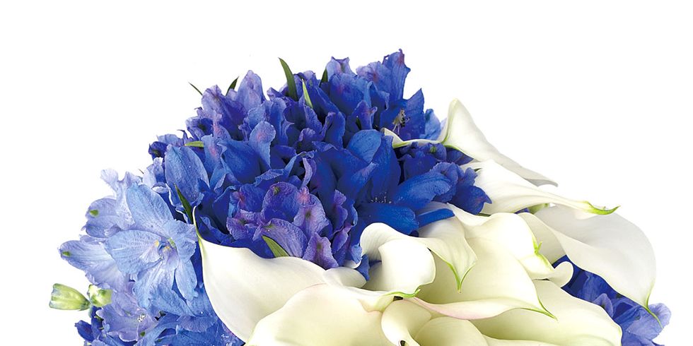Flower, Flowering plant, Blue, Bouquet, Cut flowers, Plant, Purple, Lavender, Petal, Hydrangea, 