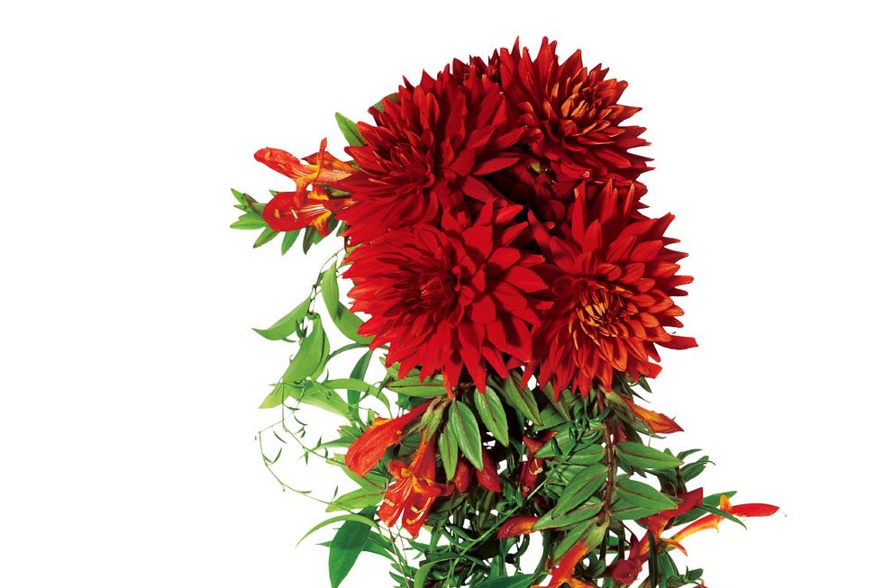 Petal, Flower, Red, Botany, Flowering plant, Annual plant, Artificial flower, Illustration, Plant stem, Wildflower, 