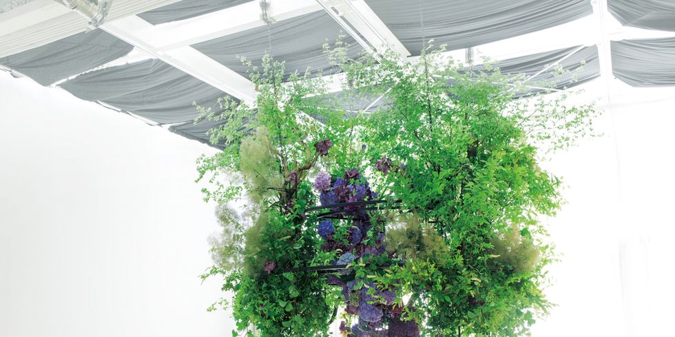 Ceiling, Daylighting, Annual plant, Flower Arranging, Floral design, Creative arts, Artificial flower, 
