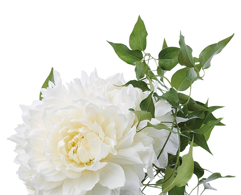 Flower, Flowering plant, White, Plant, Rose, Cut flowers, Rose family, Petal, Garden roses, Bouquet, 
