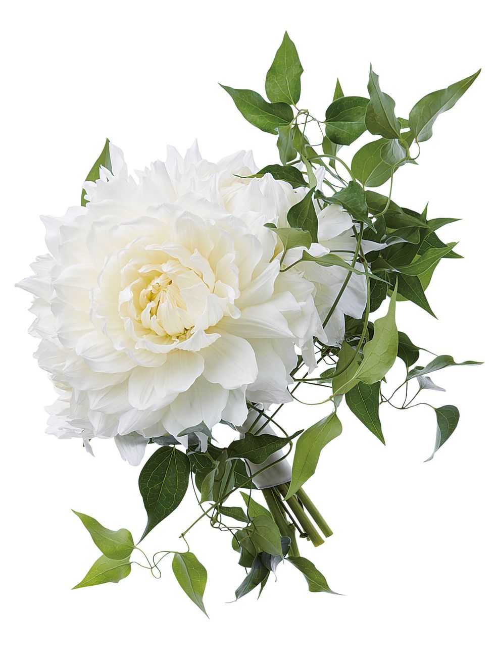 Flower, Flowering plant, White, Plant, Rose, Cut flowers, Rose family, Petal, Garden roses, Bouquet, 