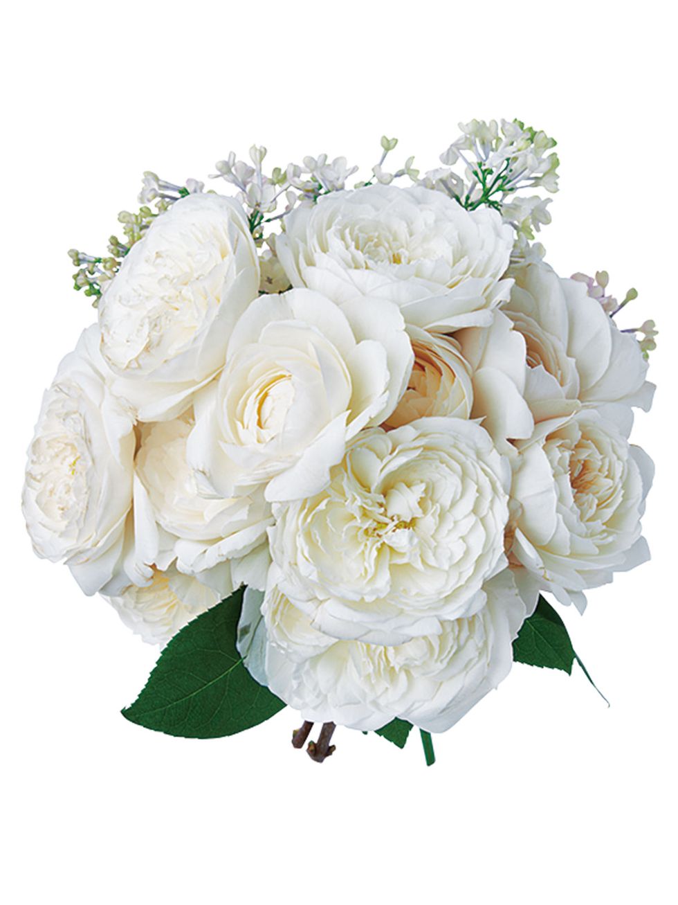 Flower, Petal, White, Cut flowers, Flowering plant, Bouquet, Rose family, Rose, Flower Arranging, Rose order, 