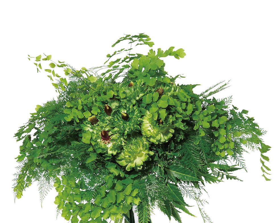 Green, Leaf, Botany, Herb, Illustration, Annual plant, Plant stem, Seaweed, 