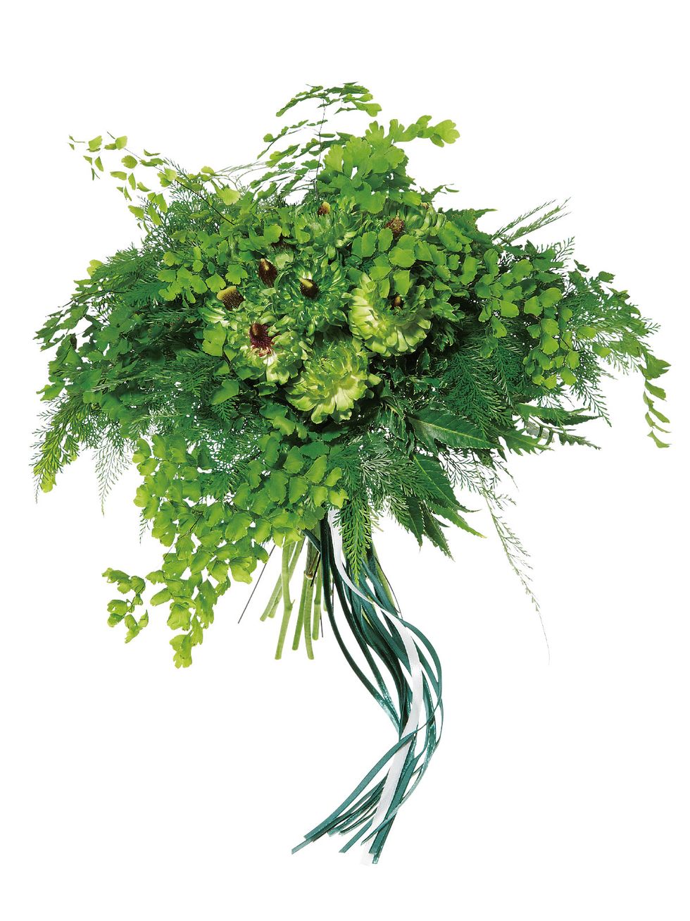 Green, Leaf, Botany, Herb, Illustration, Annual plant, Plant stem, Seaweed, 