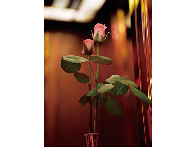 Petal, Flower, Leaf, Botany, Flowering plant, Plant stem, Hybrid tea rose, Bud, Still life photography, Pedicel, 