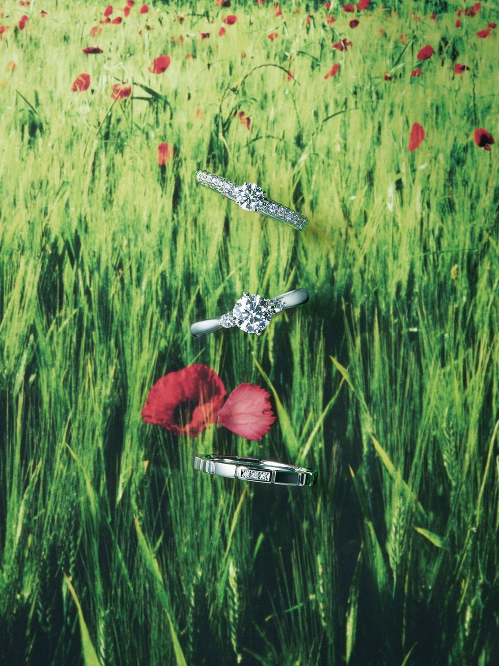 Green, Red, Grass, Water, Meadow, Plant, Grass family, Coquelicot, Grassland, Flower, 