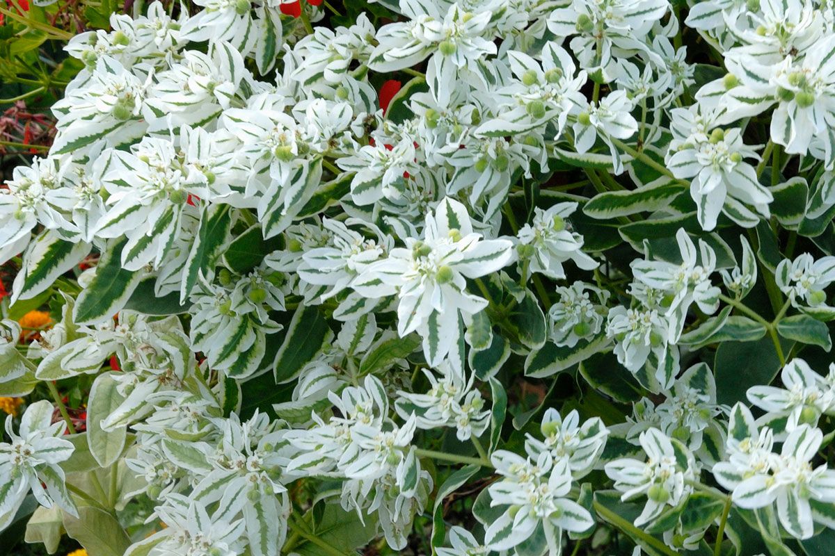 アレルギーにご用心 ブーケの花で花嫁がとんでもない事態に