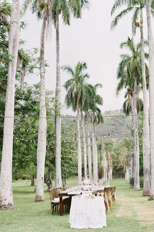 Tablecloth, Tree, Furniture, Arecales, Woody plant, Linens, Trunk, Plantation, Palm tree, Home accessories, 