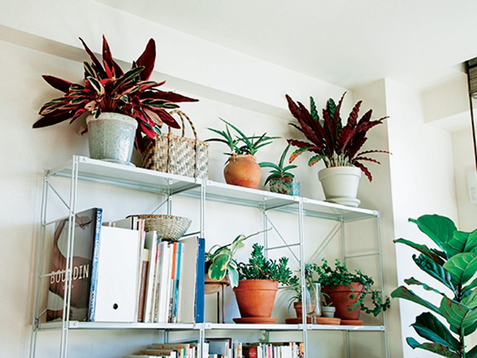 Shelf, Shelving, Houseplant, Flowerpot, Orange, Room, Furniture, Wall, Plant, Interior design, 
