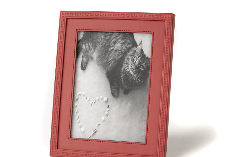 Picture frame, Cat, Wallet, Fur, Felidae, 