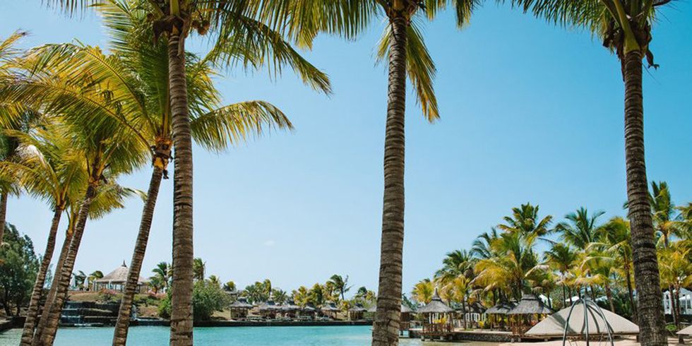 Tree, Palm tree, Resort, Arecales, Vacation, Tropics, Beach, Caribbean, Sky, Woody plant, 