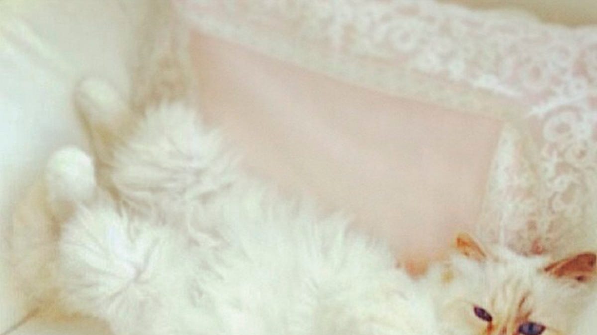 Cute animals on social media Cute animals on social media