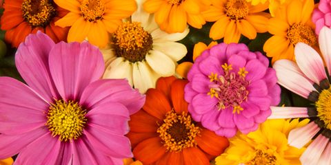 Petal, Yellow, Flower, Orange, Floristry, Floral design, Daisy family, Annual plant, Pollen, Flower Arranging, 