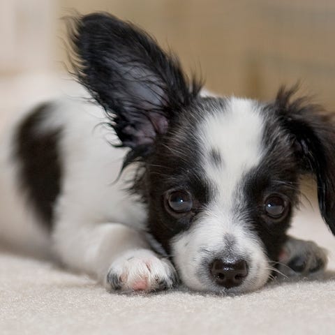 How To Remove Pet Poop From The Carpet