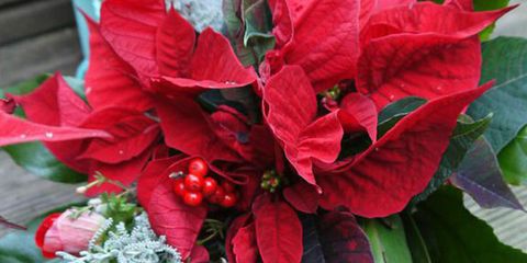 Christmas Decorating Ideas For Poinsettia How To Decorate