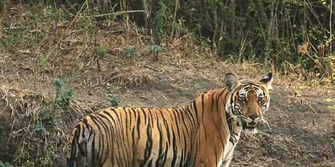 Bengal tiger, Tiger, Siberian tiger, Felidae, Plant community, Carnivore, Mammal, Terrestrial animal, Nature reserve, Adaptation, 